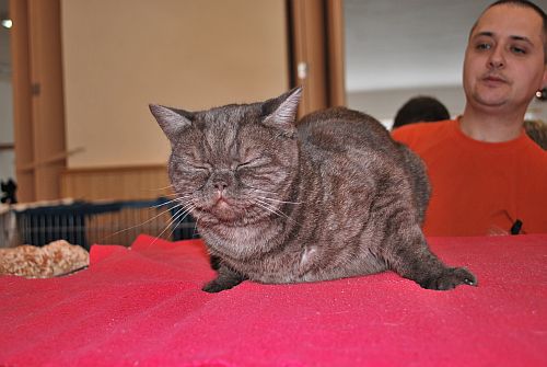 koka